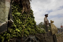 Après avoir expulsé massivement les travailleurs haïtiens, la République dominicaine manque désormais de main-d’œuvre