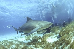 À Sydney, les requins bouledogues s’attardent de plus en plus longtemps le long des plages