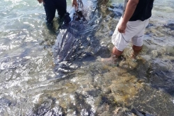 Un baleineau s'échoue dans la baie de Tautira
