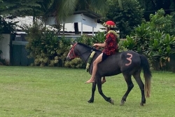 Les chevaux ont fait leur Heiva à Pirae