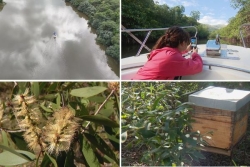 À Ouégoa, des importateurs japonais friands de nature, de miel et de partage