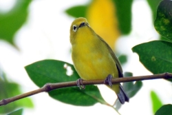 Plus de 1 200 oiseaux “lunettes” sauvés d’un trafic en Indonésie