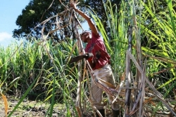 La campagne sucrière pourrait débuter la semaine prochaine dans le Nord Est de La Réunion, un accord est en vue