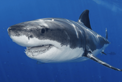 Un requin blanc géant a été repéré à proximité de plages touristiques aux États-Unis