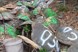 Braconnage : une centaine de carcasses de tortues ont été découvertes dans la région de Saziley