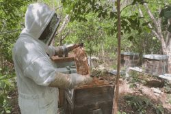 Adoption de la loi Duplomb : des mesures législatives qui ne plaisent pas aux agriculteurs guadeloupéens