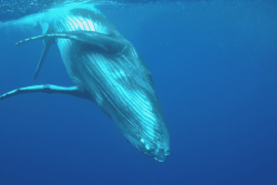 Observation des baleines : des règles plus strictes