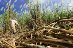 N°1 européen, la France a produit 4,6 millions de tonnes de sucre de betterave et récolté 2 millions de tonnes de cannes
