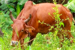 Une aide "de minimis" pour les éleveurs de bovins à Mayotte