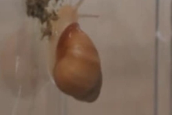 Deux chercheurs du zoo de Londres sur les traces de l'escargot "Partula" à Futuna