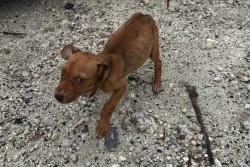 Abandons en hausse, moyens en chute libre, en Guadeloupe, les associations animales sont à bout de souffle