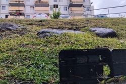 VIDEO. "Le voisin s'est retrouvé avec deux rats dans la maison", le rongeur prolifère à la cité de Batelière à Schoelcher