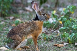 Une alerte sanitaire lancée sur le lapin et le lièvre à collier noir