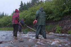 Les anguilles de Saint-Pierre et Miquelon scrutées à la loupe