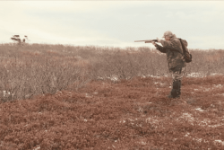 Calendrier de la chasse à Saint-Pierre-et-Miquelon : dates et modalités pour chaque espèce en 2025