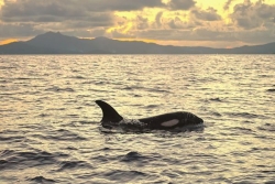 Ceta’Maore lance la saison d’observation des baleines à bosse