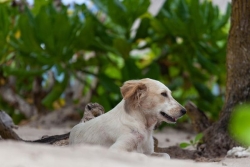 Les vers de chien : un danger invisible sur les plages, quelles sont les précautions à prendre pour éviter la contamination ?