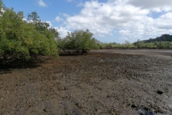 Le ROM mobilisé pour la sauvegarde des mangroves ultramarines