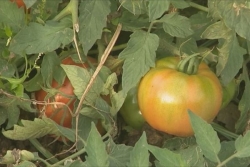 Comment deux insectes, l'acarien et la cécidomyie, menacent la production de tomates ?