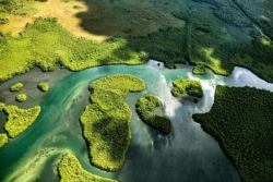 Journée internationale des mangroves : en Guadeloupe, un rempart naturel en croissance mais encore fragile
