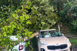 Des voitures écrasées suite à une chute d'arbre au débarcadère de Kaw