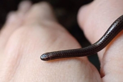 Barbade : le plus petit serpent du monde refait surface