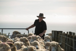 "Sauvez nos moutons !" : la colère des éleveurs néo-zélandais victimes de la reforestation