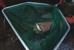 Le black-bass, ce poisson qui menace l'écosystème unique de la plaine des lacs de Yaté