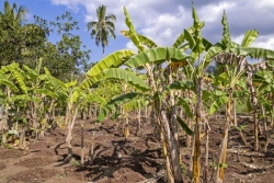 "Beaucoup d'agriculteurs pensent bien faire", entretien avec l'animateur de la stratégie pour réduire l'usage des pesticides à Mayotte