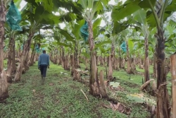 Crise dans la banane : la Région Guadeloupe propose une médiation pour sortir du conflit social