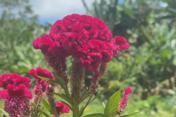 À la découverte des jardins discrets et méconnus du sud Basse-Terre
