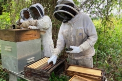Malgré de belles fleurs, les ruches martiniquaises peinent à produire du miel