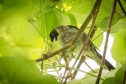 Il reste moins de 20 monarques de Fatu-Hiva en vie