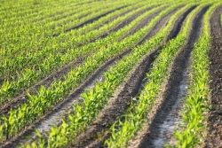 "Pour une fois, ils ont fait passer la santé avant les intérêts des gros industriels" : la satisfaction des Jeunes Agriculteurs de Martinique après la décision du conseil constitutionnel sur la loi Duplomb