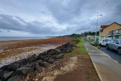 Pré-alerte qualité de l’air en Guadeloupe : un enlèvement rapide des sargasses s’impose