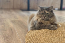 Le 8 août c’est la journée internationale des chats