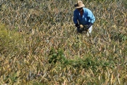 Loi Duplomb : réactions à La Réunion après la censure du Conseil Constitutionnel sur la réintroduction d'un pesticide interdit