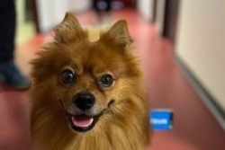 Oscar, le chien qui apaise les victimes au commissariat de Fort-de-France