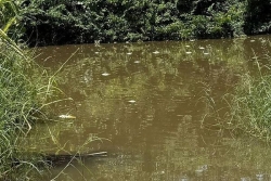 Une pollution mystérieuse décime les poissons de la rivière Lézarde à Petit-Bourg