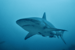 MARQUISES. Un pêcheur mordu par un requin à Hiva Oa