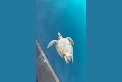 Une tortue verte adulte retrouvée morte au quai de Papeete