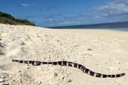 Les "tricots rayés" se font plus rares sur les îlots de Nouméa