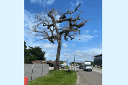 Le courbaril de la route de Montabo à Cayenne va être abattu
