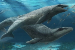Australie : découverte d’une redoutable baleine préhistorique 