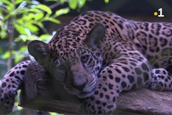 Zoo de Guadeloupe : le Parc des Mamelles au cœur de la préservation des espèces menacées