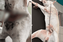 Deux nouveaux actes de barbarie contre des chiens provoquent l’indignation
