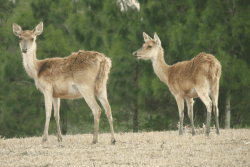 Quelles conséquences les émeutes de 2024 ont-elles eu sur la régulation des cerfs, menaces pour la biodiversité calédonienne ?
