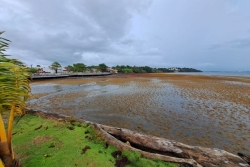 Sargasses : de nouveaux échouements massifs annoncés sur les côtes des îles de Guadeloupe