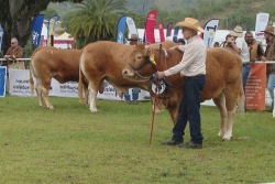 Foire de Bourail 2025. Comment la filière de la viande fait face à la chute de la consommation ?