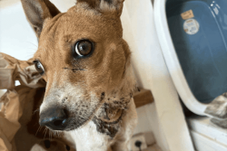 Maltraitance animale en Polynésie : la chienne de Pueu retrouvée avec une plaie au cou est décédée